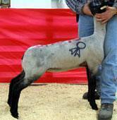 Lambs like this sell April 9th